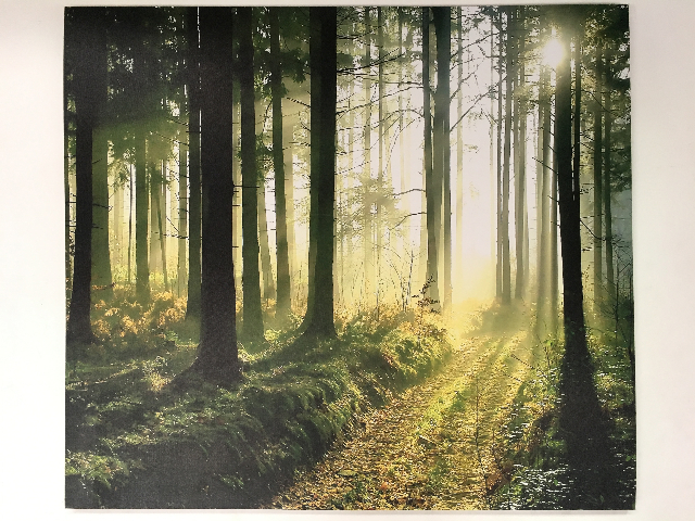 ARTWORK, Print (Large) - Trees In Sunlight